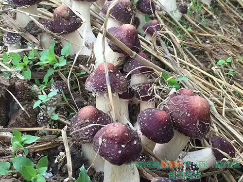 赤松茸栽培 赤松茸栽培